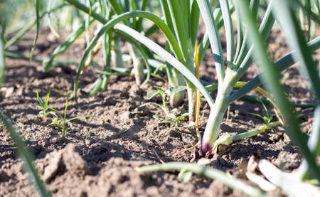Onions are grown on soil in plots. Rows on the field in the agricultural garden. landscape in summer. Onion plants grow on the field, close-up. Onion production field, cultivationの写真素材