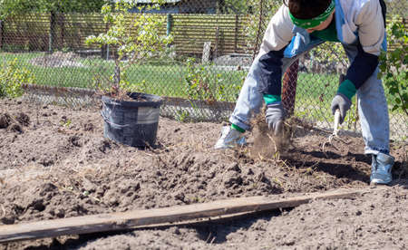 Caucasian woman farmer or gardener cleans weeds in the garden. Early spring preparation for the...