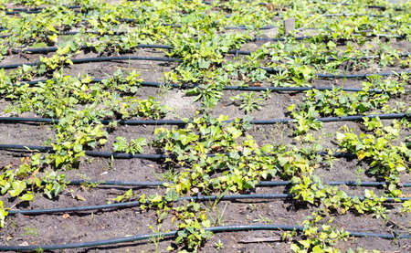 Irrigation system for plants in a developed garden. industrial theme. Green seedlings are grown in a drip systemの写真素材