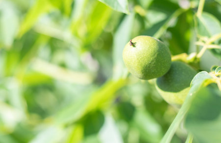 Green young walnuts grow on a tree. Variety Kocherzhenko close-up. The walnut tree grows waiting to be harvested. green leaves background. Nut fruits on a tree branch in the yellow rays of the sunの写真素材