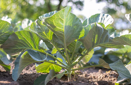 White fresh cabbage Aggressor grows in the beds. close-up shot. Cabbage with spreading leaves ripens in the garden. Cultivation of cabbage. Cabbage hybrid for fresh useの写真素材