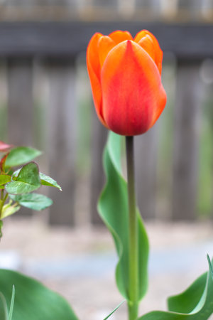 Selective focus of one red tulip in the garden with green leaves. Blurred background. A flower that grows among the grass on a warm sunny day. Spring and Easter natural background with tulip.の写真素材