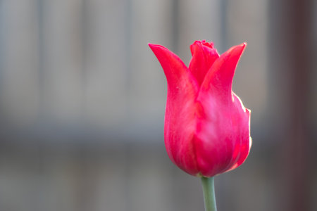 Selective focus of one red tulip in the garden with green leaves. Blurred background. A flower that grows among the grass on a warm sunny day. Spring and Easter natural background with tulip.の写真素材