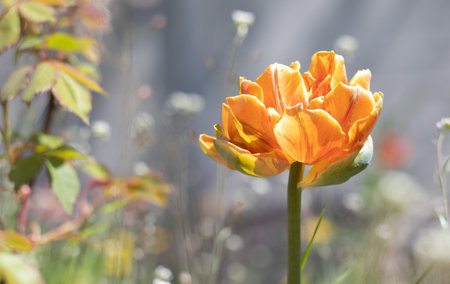 Tulip Cilesta, spring flowers on a sunny day. Tulipa, Liliaceae. Red-yellow terry tulips Double Early bloom in the garden. Selective focus of one yellow tulip in the garden with green leaves.の写真素材