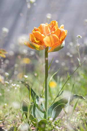 Tulip Cilesta, spring flowers on a sunny day. Tulipa, Liliaceae. Red-yellow terry tulips Double...
