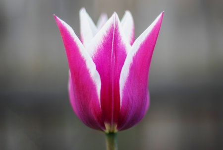Spring flowers growing in an outdoor garden. One lily-shaped tulip in the shape of a lily. A genus...