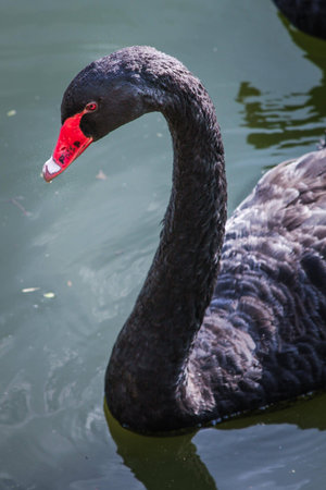 Black swan neck の写真素材