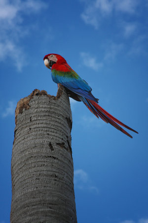 Perching parrot