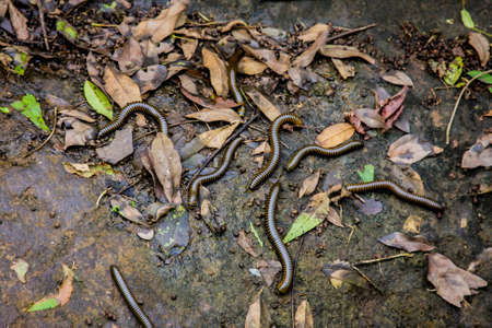 Group of giant millipedes on wet groundの写真素材