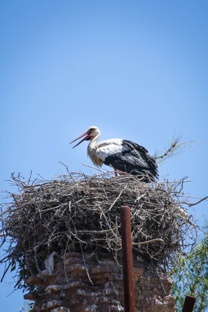 Nesting storkの写真素材