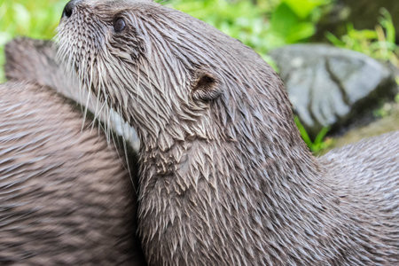 Brown otter looking away from the cameraの写真素材