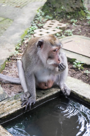 Long-tailed Macaque drinking water, Monkey Forest, Ubud, Bali