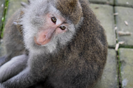 Monkey sitting on the ground, Ubud, Bali, Indonesia
