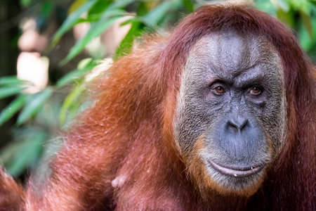 Face and shoulders of an adult Sumatran orangutanの写真素材