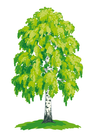 Vector drawing of birch.のイラスト素材
