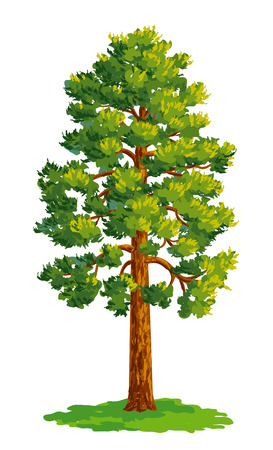 Vector drawing of pine tree.のイラスト素材