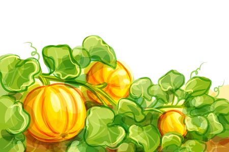 Vector illustration of pumpkins -のイラスト素材