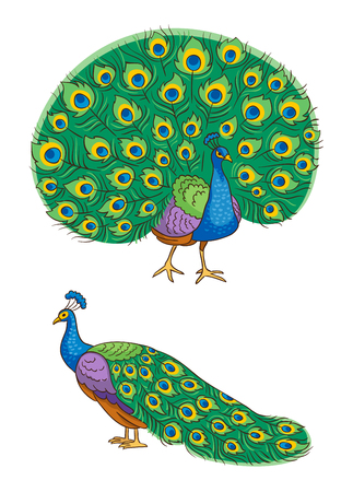 Bright peacock, front and side view vector illustration.のイラスト素材