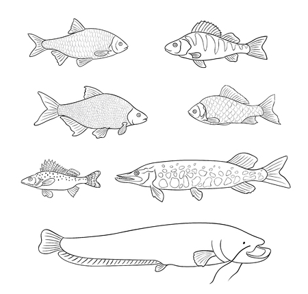 Different freshwater fish in outlines vector illustration.のイラスト素材