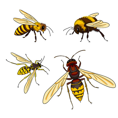 Vector insects: bee, wasp, bumblebee, hornet. EPS8のイラスト素材