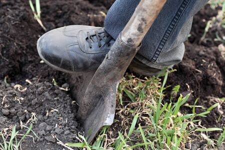 Gardener digging with spade in garden.