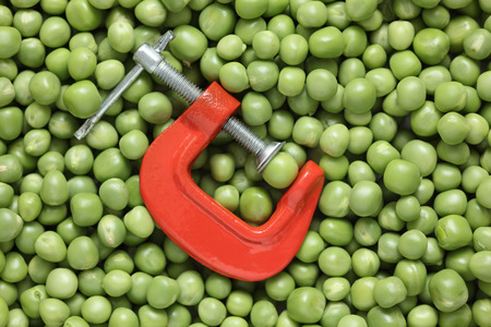 Green pea in a clamp on green peas background. Close-up.