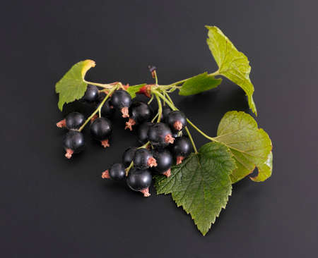 Organic black currant with spiderweb on black background.の写真素材
