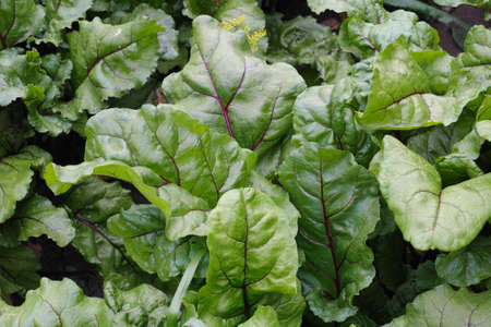 Beet leafs in the gardenの写真素材