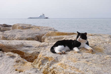 Cat laying on rocks in background of sea and yacht.の写真素材