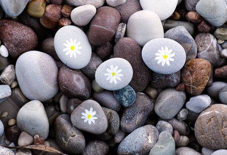 Background of sea stones. Some pebbles with chamomiles. Chamomiles drawn by meの写真素材