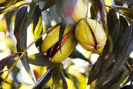 Pecan nuts growing on the tree. Close-up.の写真素材