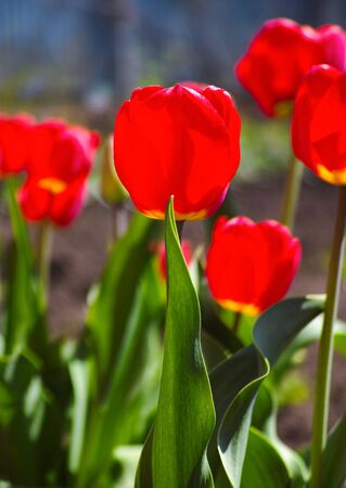 Red tulip flowers on flowerbed.の写真素材