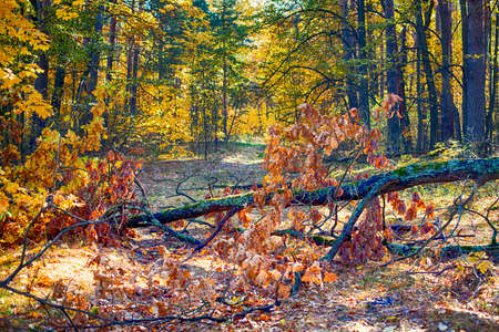 Autumn forest. Fallen tree on the path.の写真素材