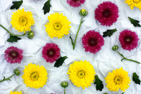 Burgundy and yellow chrysanthemum on crumpled gray paper background. Floral Pattern.の写真素材
