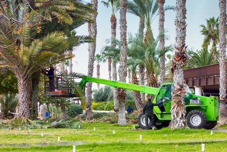 Paphos, Cyprus - December 20, 2013 Workers cut and clean leaves of palms in tourist area of Paphos....