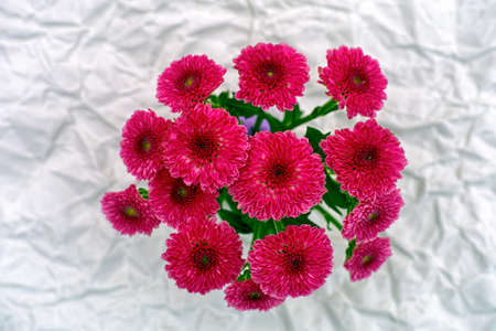 Burgundy chrysanthemums on gray crumpled paper background.