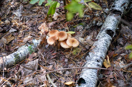Honey agaric in the autumn forest. Close-up.の写真素材