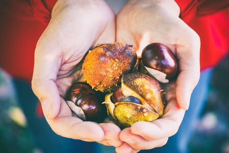 Fresh chestnuts in woman hands.の写真素材