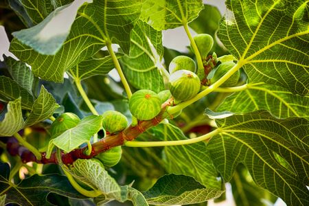 Unripe figs growing on the tree. Close-up.の写真素材