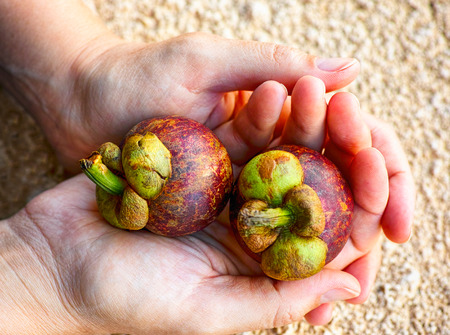 Two mangosteens in woman hands. Close up.
