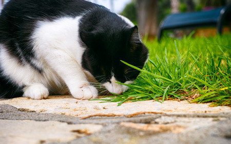Black and white cat eating grass. Close-up.の写真素材