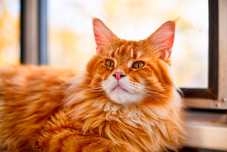 Portrait of ginger Maine Coon cat near the window.の写真素材