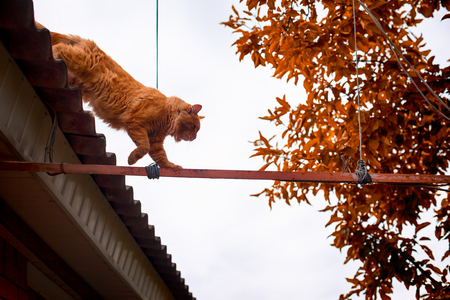 Ginger cat coming down from the house roof.の写真素材