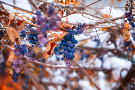 Frozen blue grape vines covered snow. Close-up.の写真素材