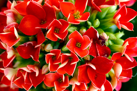 Close-up of red Kalanchoe flowersの写真素材