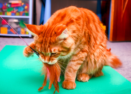 Ginger Maine Coon cat playing with his feather toy. Close up.の写真素材
