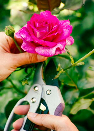 Woman hands with gardening shears cutting pink rose of the bush outside. Close up.の写真素材