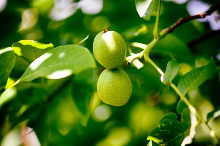 Two young walnuts growing on the tree. Close-up.の写真素材