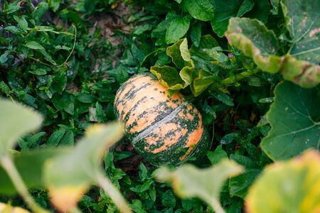Pumpkin growing in the garden bed after rain. Close-up.の写真素材
