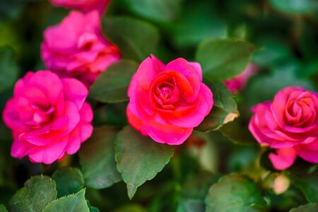 Pink Begonia flowers. Close-up.の写真素材